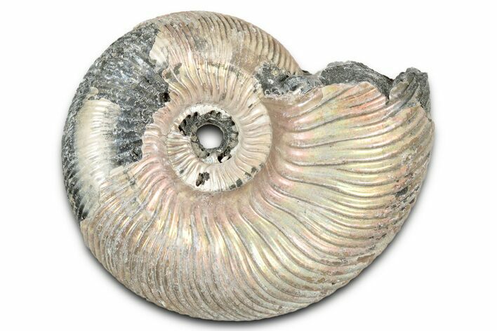 Iridescent, Pyritized Ammonite (Quenstedticeras) Fossil - Russia #337336